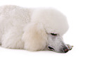 lying standard poodle