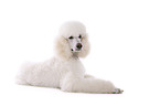 lying standard poodle