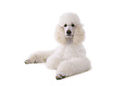 lying standard poodle