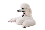 lying standard poodle