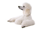 lying standard poodle