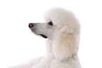 standard poodle portrait