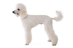 standard poodle