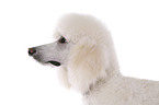 standard poodle portrait