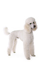 standard poodle