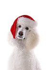 standard poodle portrait