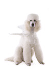 sitting standard poodle