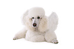 lying standard poodle