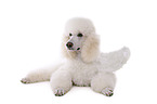 lying standard poodle