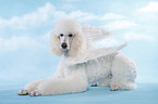 lying standard poodle