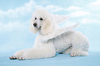 lying standard poodle