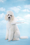 sitting standard poodle