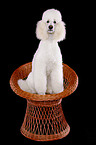 sitting standard poodle