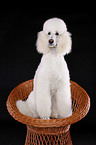 sitting standard poodle