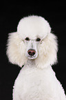 standard poodle portrait