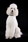 sitting standard poodle