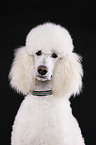 standard poodle portrait