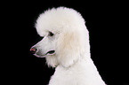 standard poodle portrait