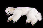 lying standard poodle