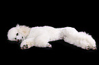 lying standard poodle