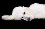 lying standard poodle