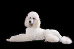 lying standard poodle