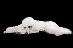 lying standard poodle