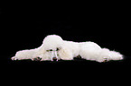 lying standard poodle