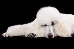 lying standard poodle