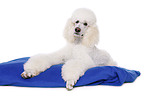 lying standard poodle