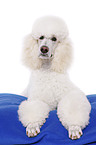 lying standard poodle