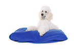 lying standard poodle