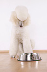 sitting standard poodle