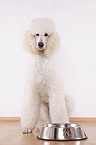 sitting standard poodle