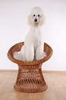 sitting standard poodle