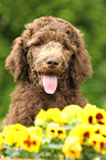 Poodle puppy