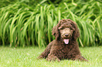 Poodle puppy