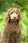 Poodle puppy