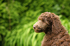 Poodle puppy