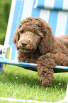 Poodle puppy