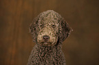 Giant Poodle Portrait