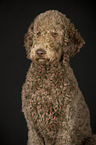 Giant Poodle Portrait