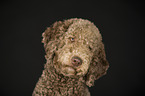 Giant Poodle Portrait