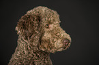 Giant Poodle Portrait