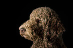 Giant Poodle Portrait