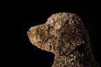 Giant Poodle Portrait