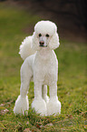 Giant Poodle