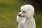 Giant Poodle Portrait