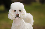 Giant Poodle Portrait