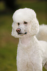 Giant Poodle Portrait